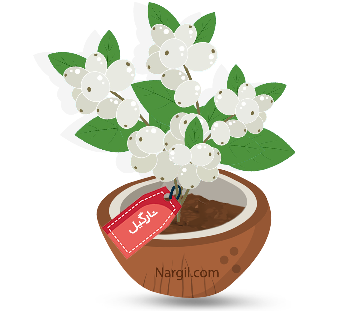 گیاه روز نارگیل
